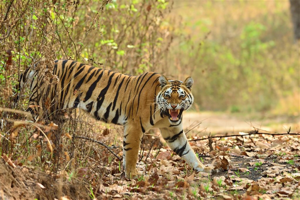 Spring Season in India