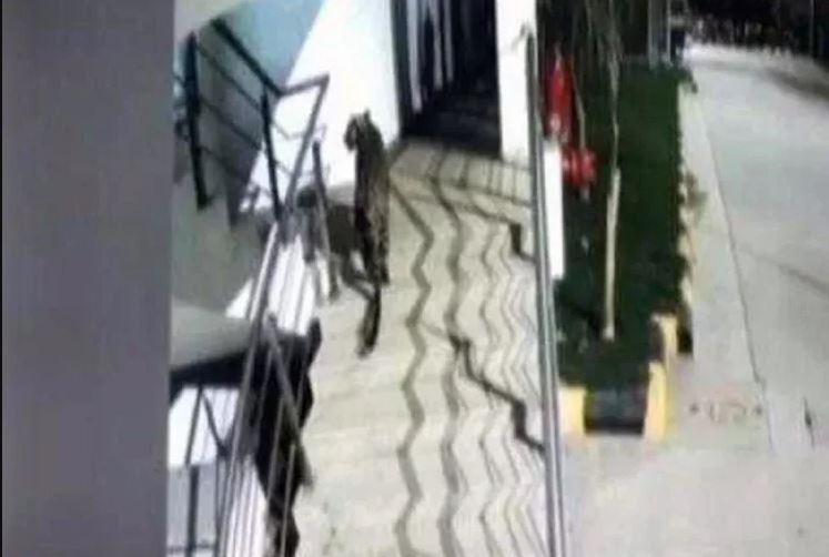 शॉपिंग मॉल तेंदुआ वीडियो कर देगा आपको अंदर से भयभीत