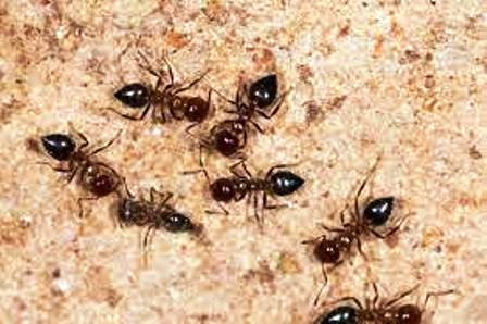 घर में लाल और काली चींटी का आना क्या होता है संकेत, जानियें