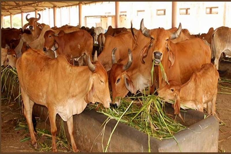 cow ministry