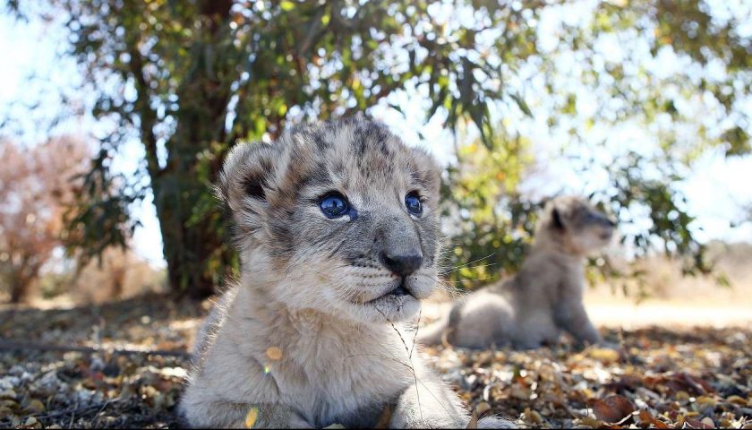 south african lion cubs