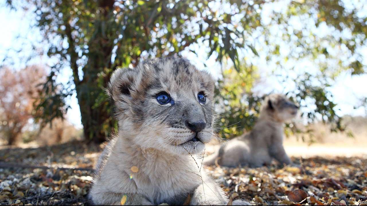 south african lion cubs
