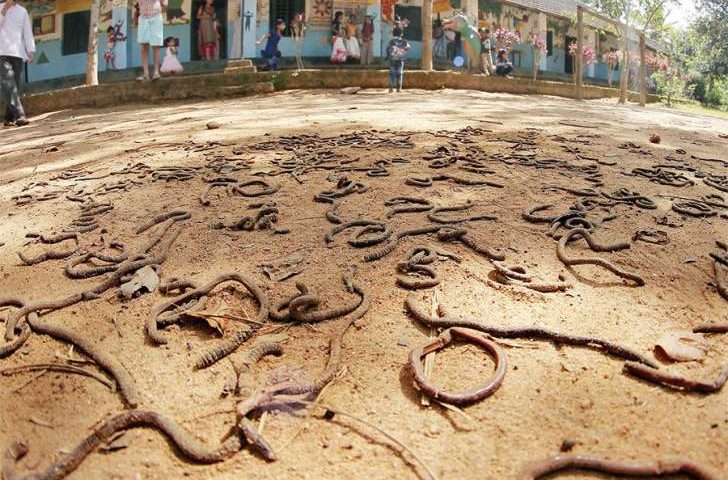 dying earthworms