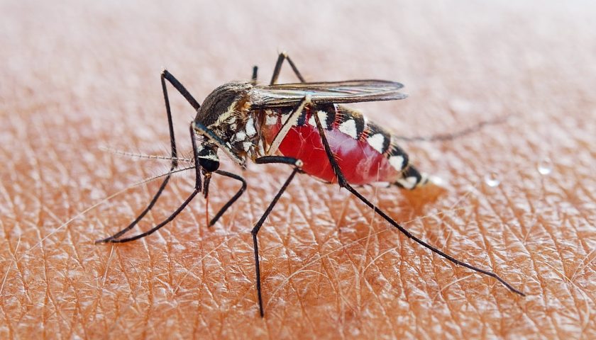 number of malaria cases has declined
