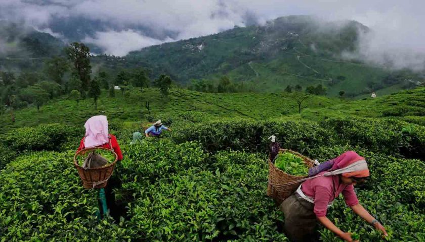 Assam tea industry