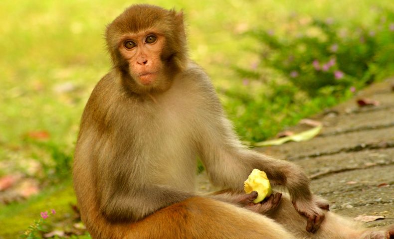 बंदरो से जुडी यह दिलचस्प बातें जान कर दंग रह जायेंगे आप