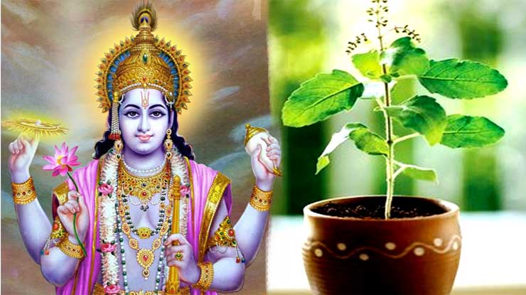 कन्या तुलसी का पौधा