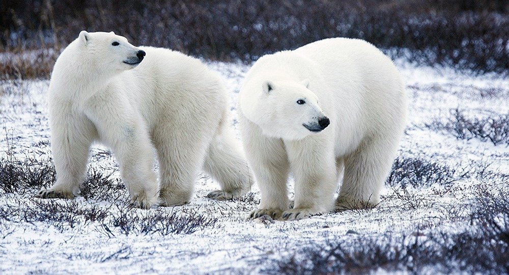 Polar bear invasion