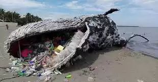व्हेल