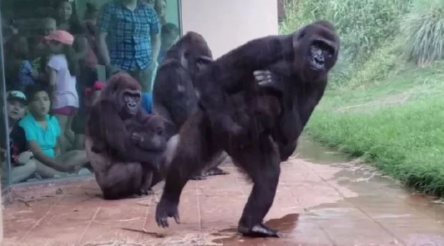 Gorillas Avoid Rain