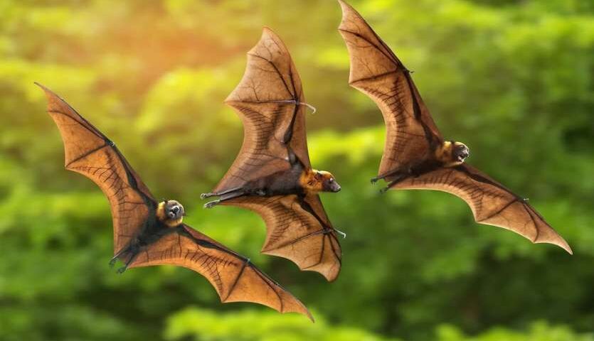 भारत में एक ऐसा गांव जहां लोग चमगादड़ की करते है पूजा, जानियें क्या है वजह