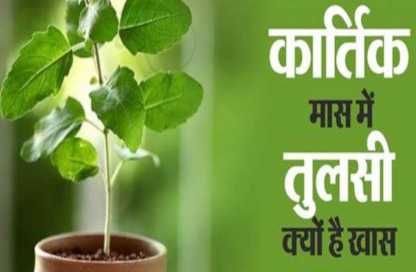 क्यों की जाती है कार्तिक मास में तुलसी की पूजा