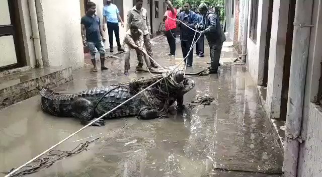 प्रयागराज की बाढ़ में बहकर आया मगरमच्छ, देखकर लोग उठे सहम, पढ़िये पूरी खबर