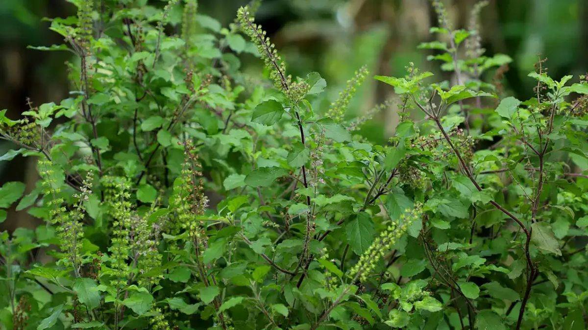 तुलसी की ऐसे करें पूजा, नहीं होगा दरिद्रता का वास, जानिये