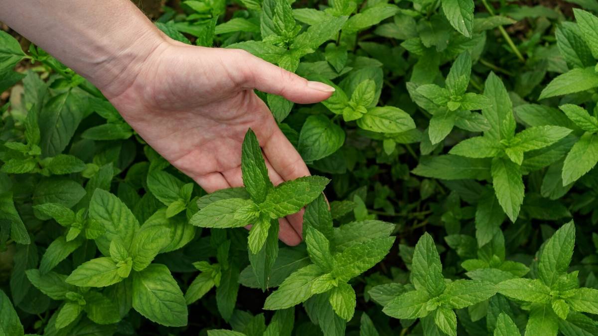 पुदीना का ऐसे करें सेवन, स्वास्थय के लिए होता है लाभदायक